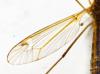 Tipula sp.